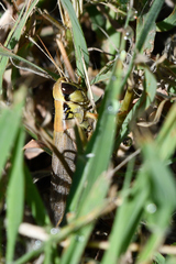 Phoetaliotes nebrascensis