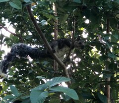 Sciurus variegatoides