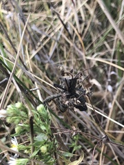 Acanthocephala femorata