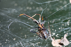 Latrodectus geometricus