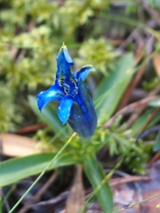 Gentiana occidentalis