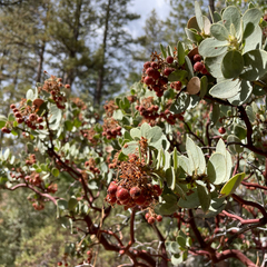 Arctostaphylos