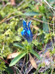 Gentiana occidentalis