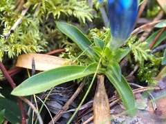 Gentiana occidentalis