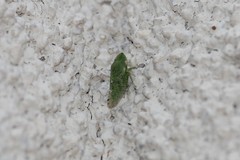 Xerophloea