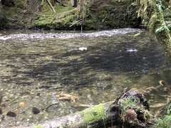 Oncorhynchus gorbuscha