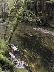 Oncorhynchus gorbuscha