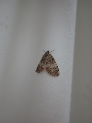 Larentiinae