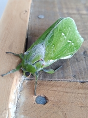 Aenetus virescens