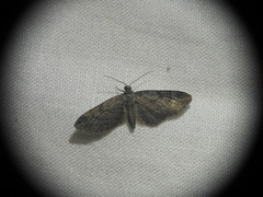 Eupithecia oxycedrata