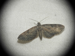 Eupithecia oxycedrata