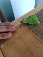 Aenetus virescens