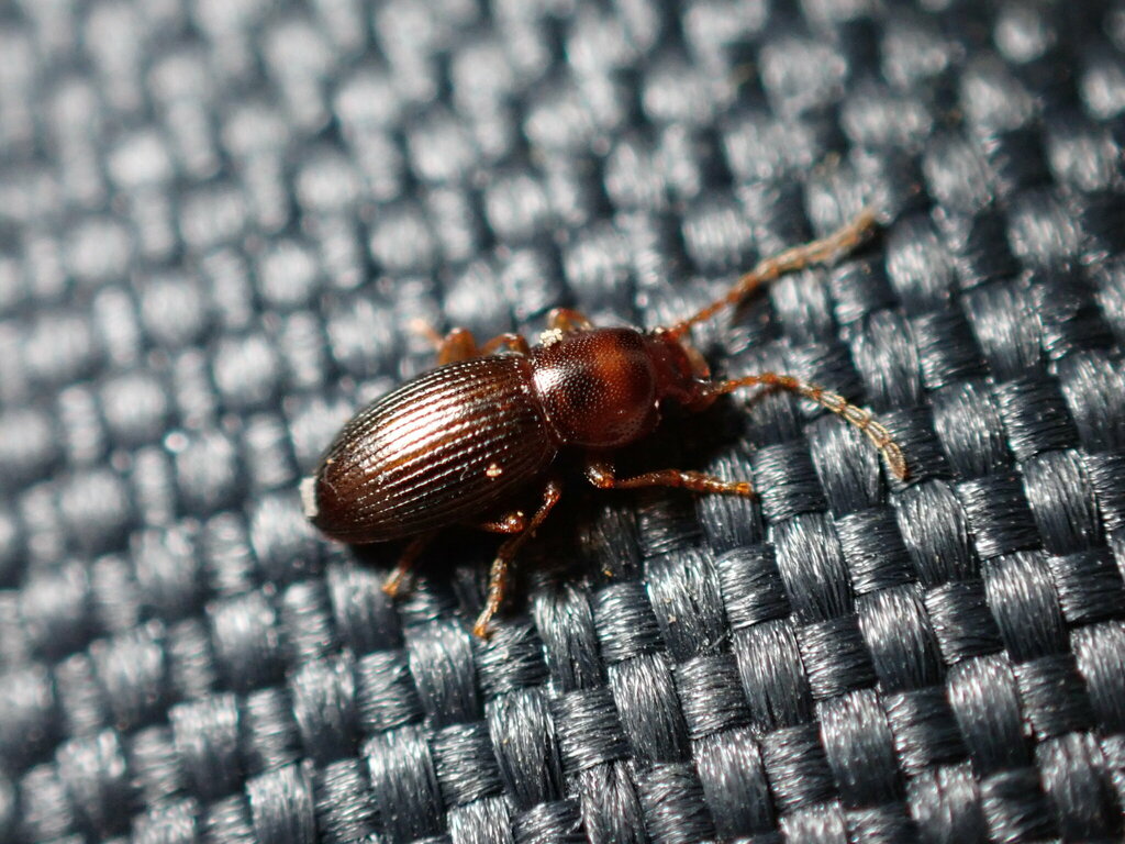 Catomus rotundicollis