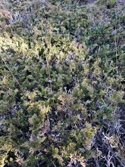 Juniperus horizontalis