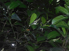 Citharexylum