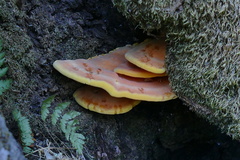 Laetiporus