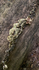 Cerrena unicolor
