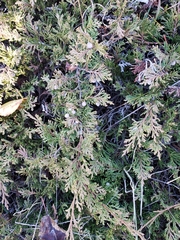 Juniperus horizontalis