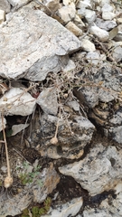 Centaurea parlatoris