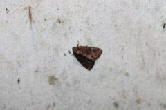 Phosphila turbulenta