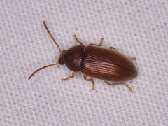 Hymenorus