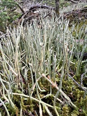 Cladonia maxima