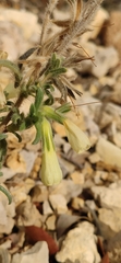 Onosma echioides canescens