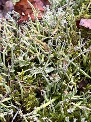 Cladonia maxima