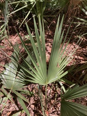 Sabal minor