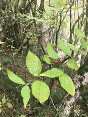 Cornus mas