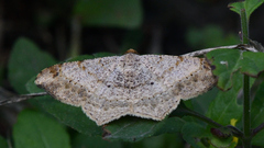 Psamatodes abydata