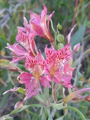 Alstroemeria