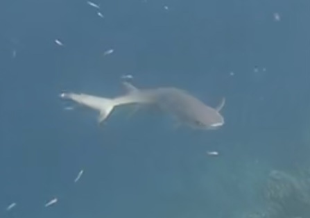 Photo of Whitetip reef shark (Triaenodon obesus)