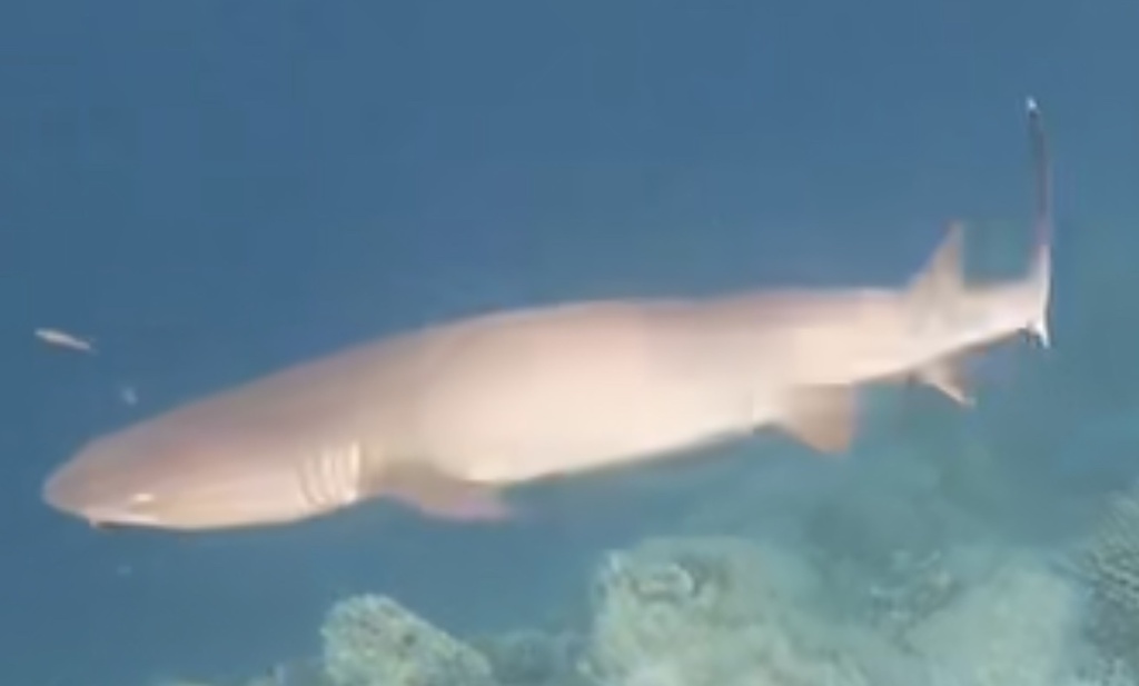 Photo of Whitetip reef shark (Triaenodon obesus)