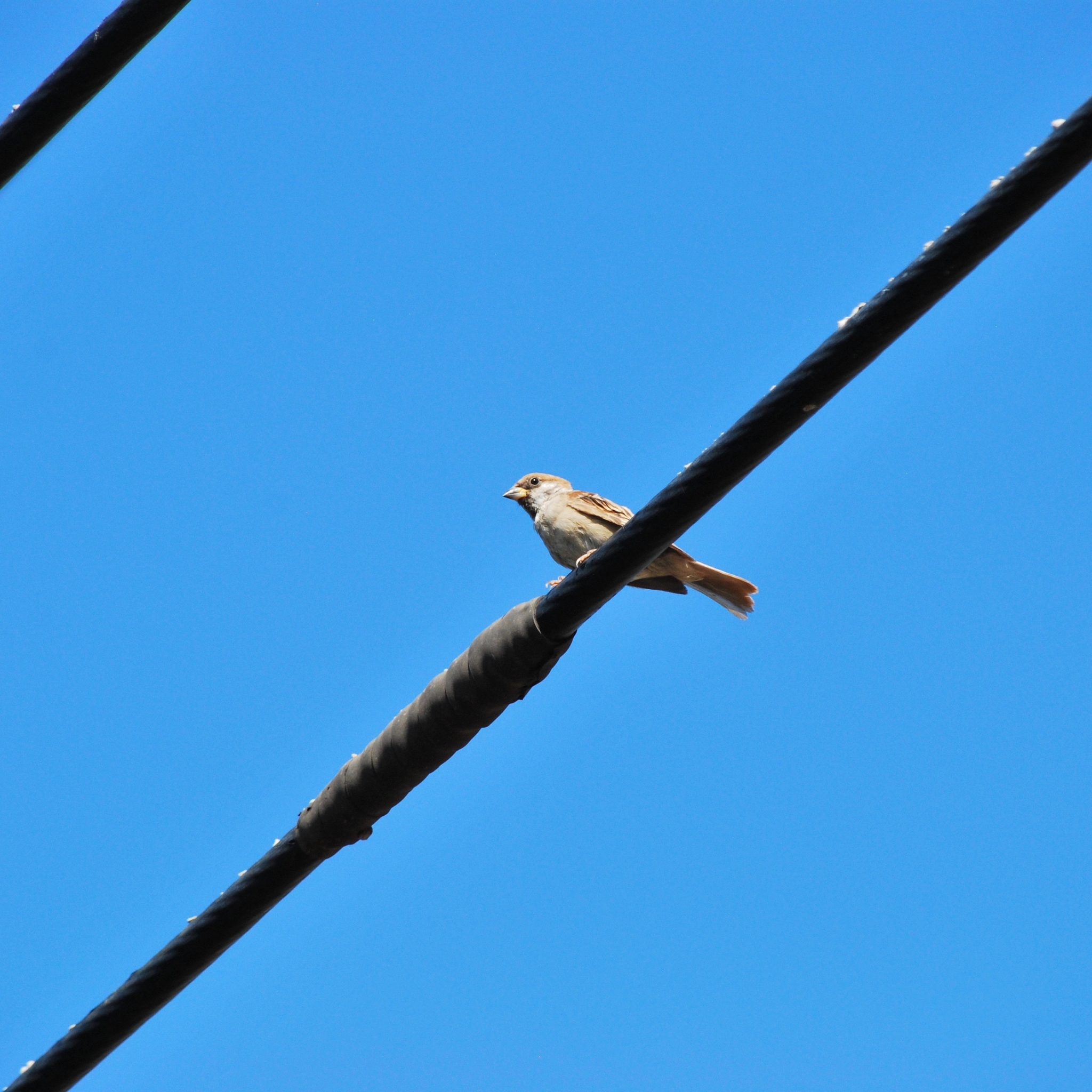 Eurasian Tree Sparrow
