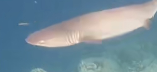 Photo of Whitetip reef shark (Triaenodon obesus)