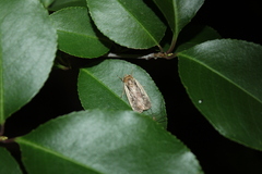 Ochropleura implecta