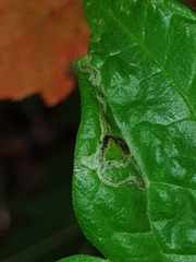 Phytomyza loewii