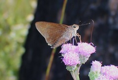 Asbolis capucinus