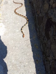 Pituophis deppei