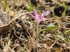 Colchicum cupanii