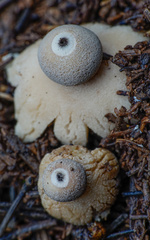 Geastrum granulosum