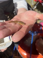 Etheostoma nigrum