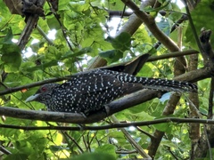 Eudynamys scolopaceus