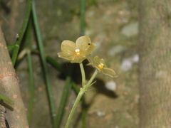 Matelea velutina