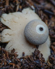 Geastrum granulosum