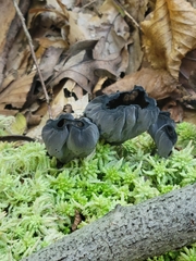 Craterellus cornucopioides