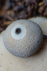 Geastrum granulosum