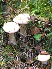 Infundibulicybe geotropa