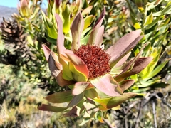 Leucadendron daphnoides